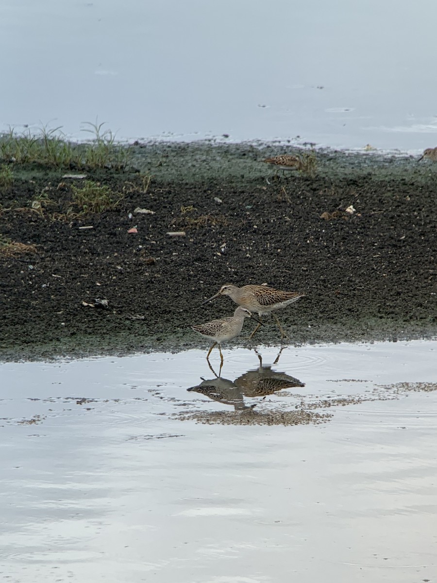 Short-billed Dowitcher - Peter  Stangel