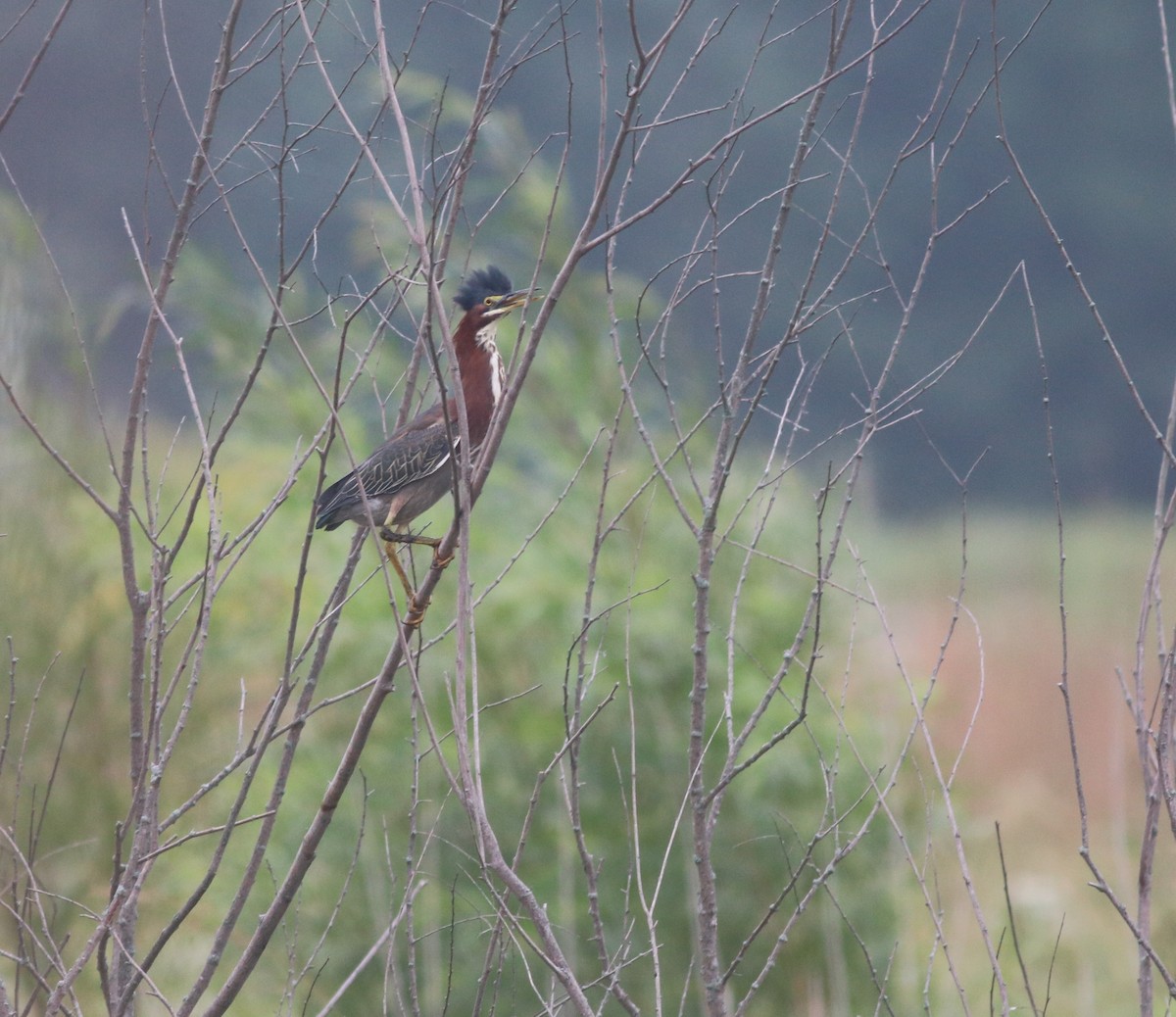 Green Heron - ML262088541