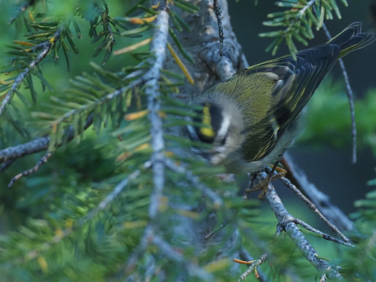 Golden-crowned Kinglet - Andrew Jacobson