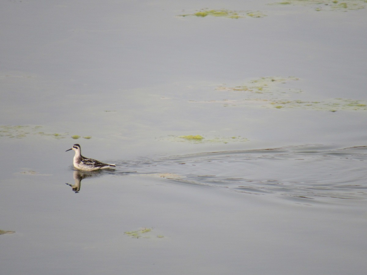 Red-necked Phalarope - ML262091281