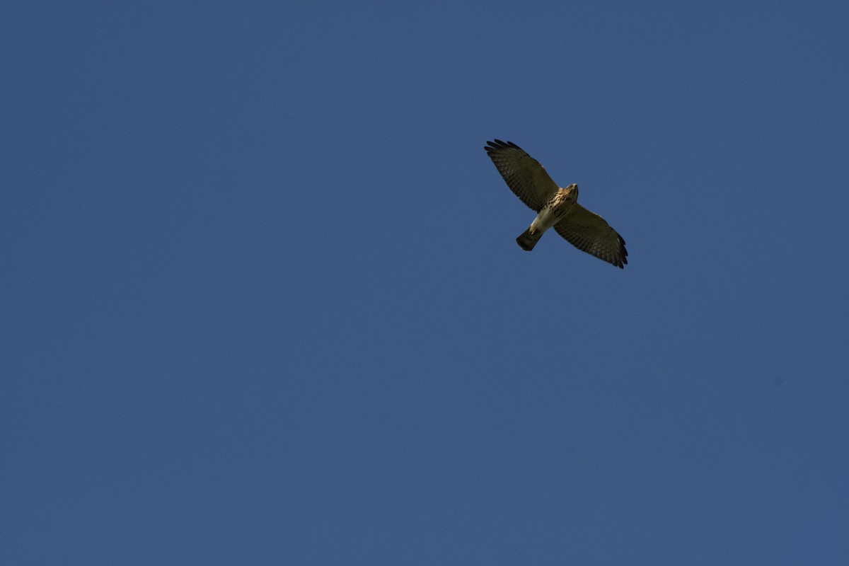 Broad-winged Hawk - DT Bowen 🐦‍⬛🪶