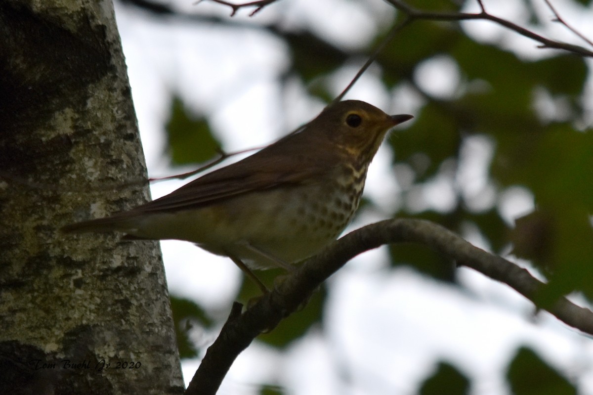 Swainson's Thrush - ML262093191