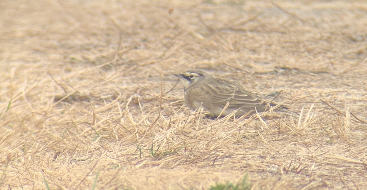 Horned Lark - ML262094081