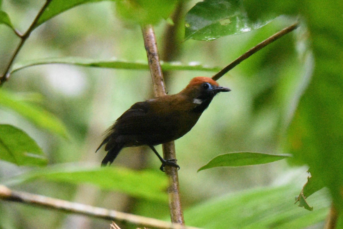 Fluffy-backed Tit-Babbler - ML262095361