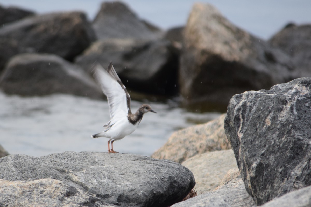 Ruddy Turnstone - Alex Tey