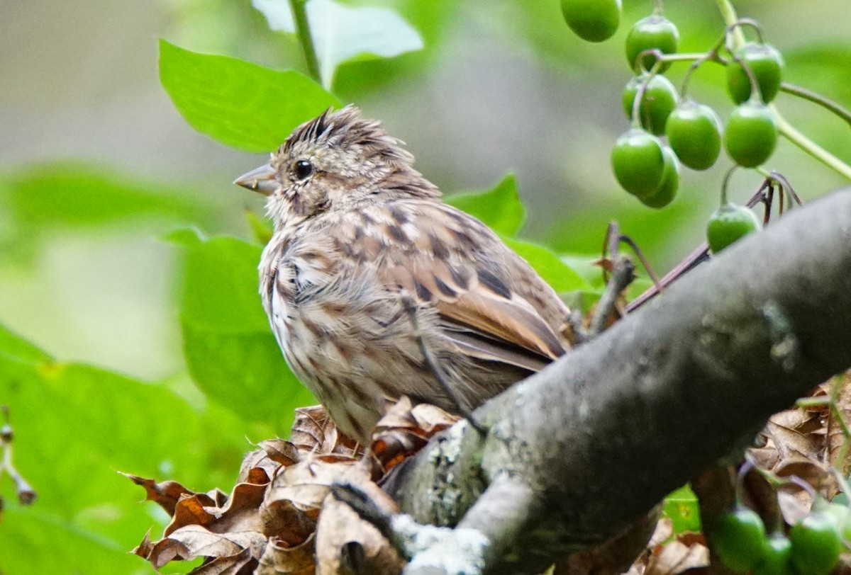 Song Sparrow - ML262099181