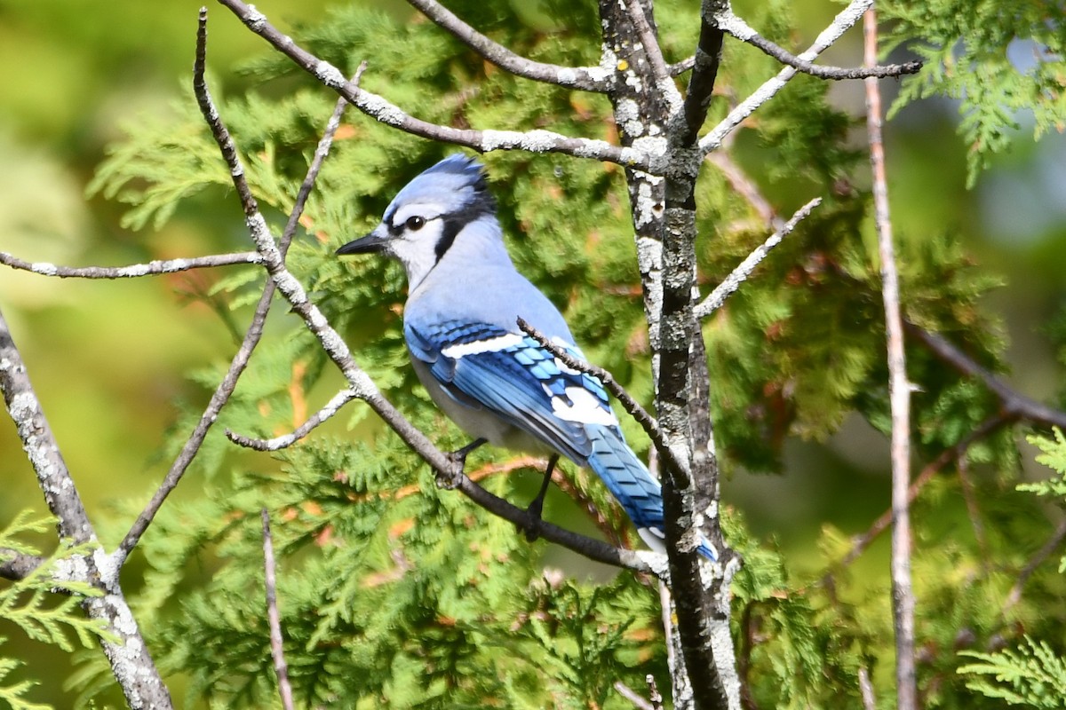 Blue Jay - ML262099341