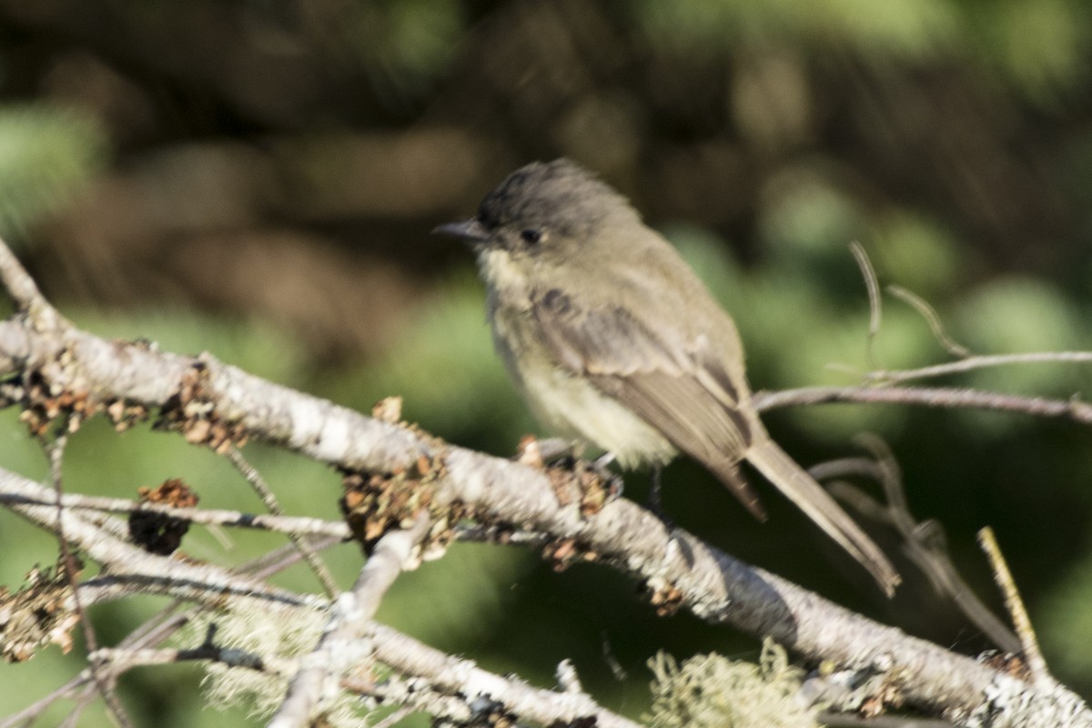 Eastern Phoebe - ML262100291