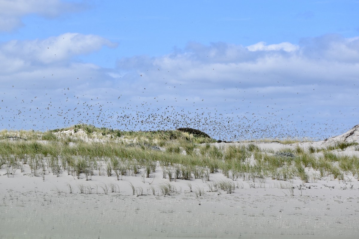 Tree Swallow - ML262101681