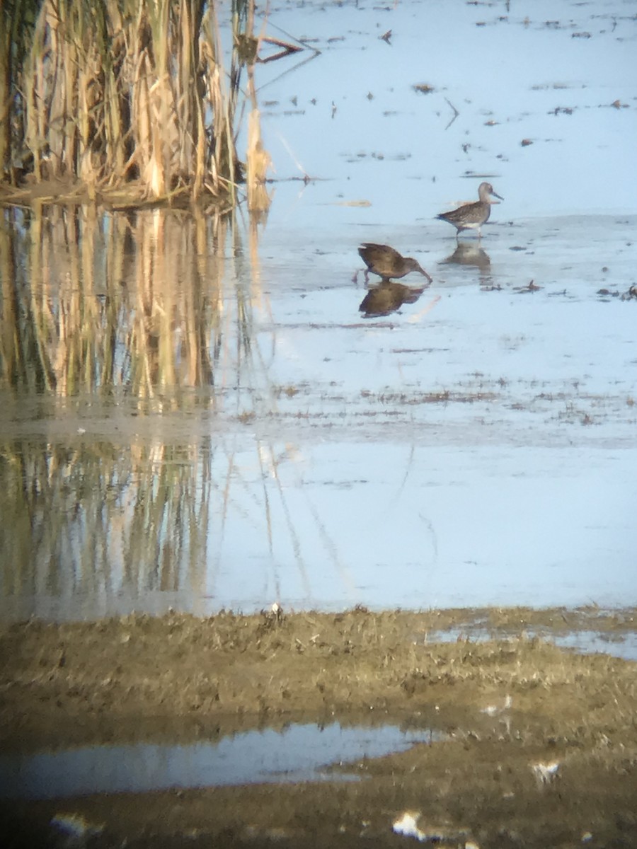 Virginia Rail - ML262101941