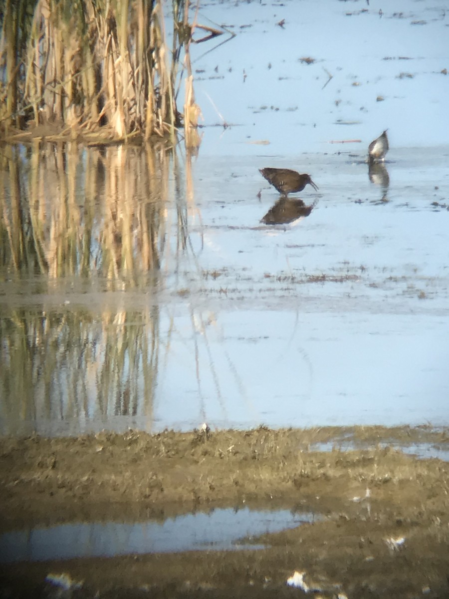 Virginia Rail - ML262101951