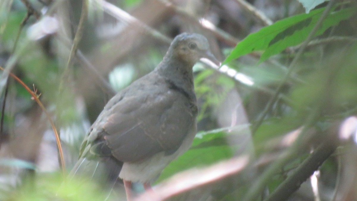 White-tipped Dove - ML262104521