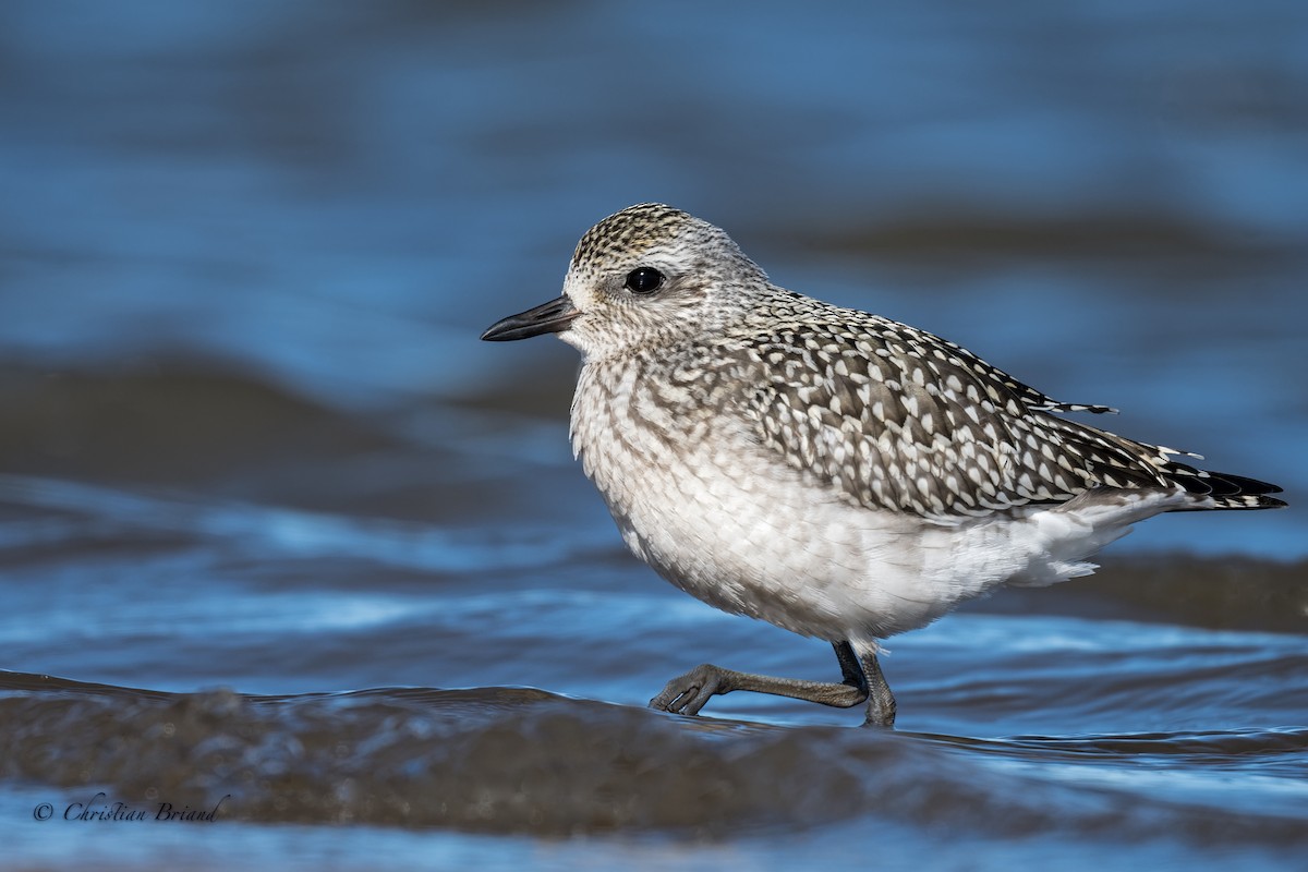 Black-bellied Plover - Christian Briand