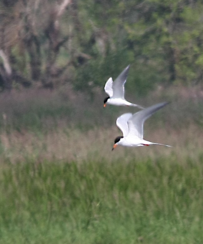 Forster's Tern - ML262107611