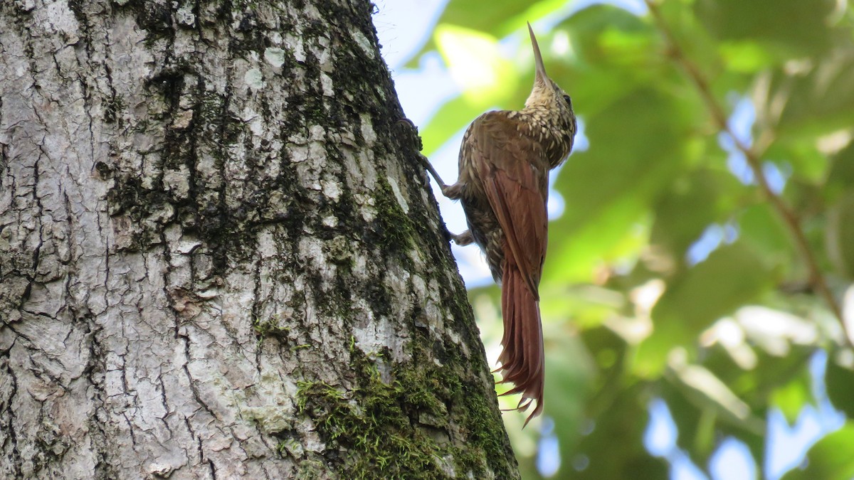 Streak-headed Woodcreeper - ML262107941