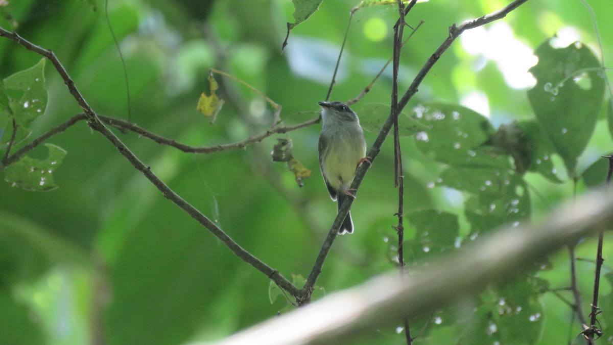 Northern Bentbill - ML262108471