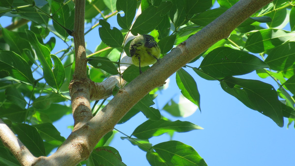 Common Tody-Flycatcher - ML262108621