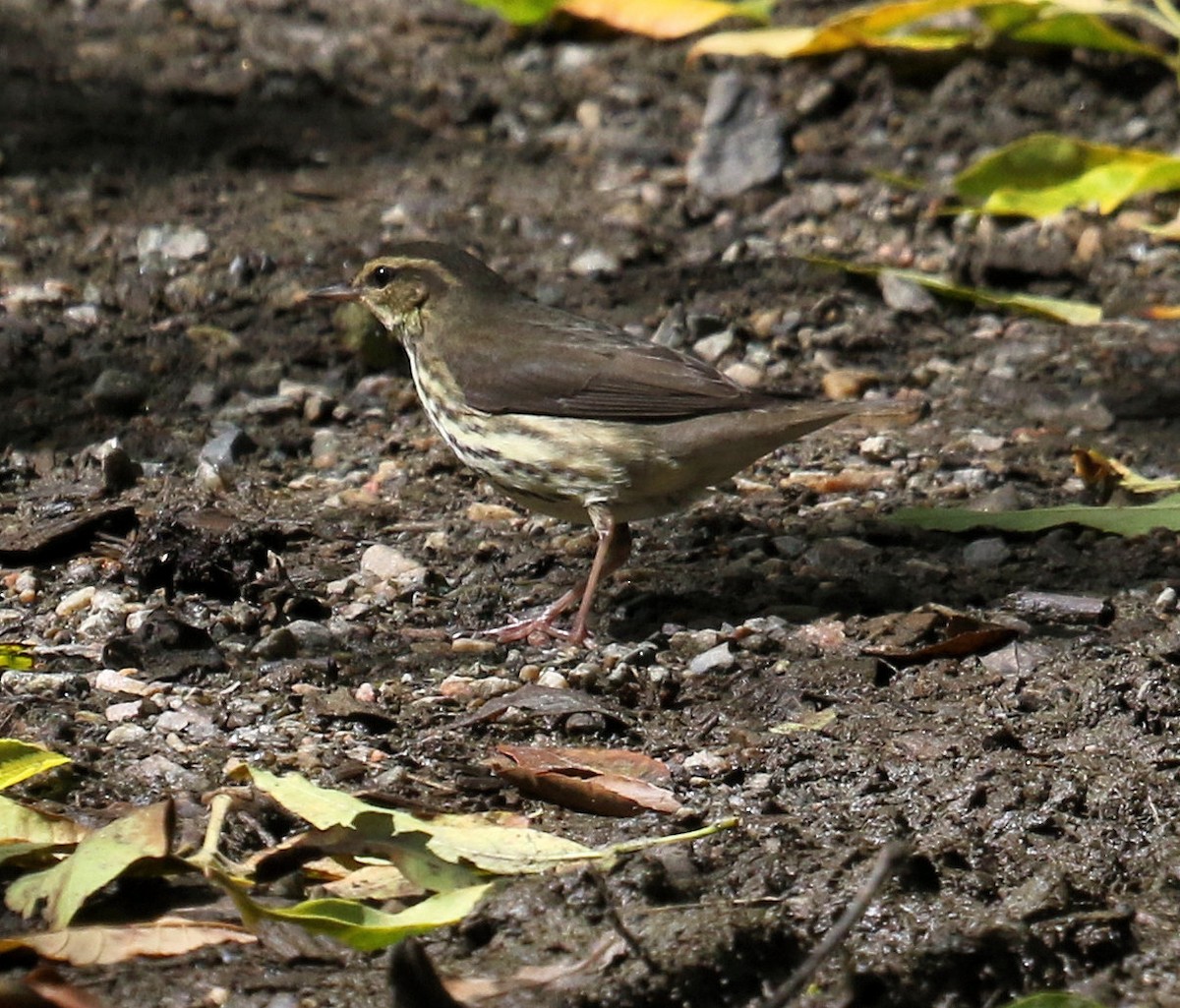 Northern Waterthrush - ML262108641