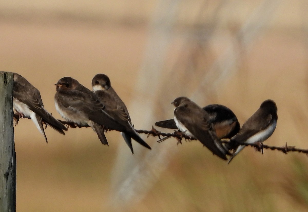 Cliff Swallow (pyrrhonota Group) - ML262110741