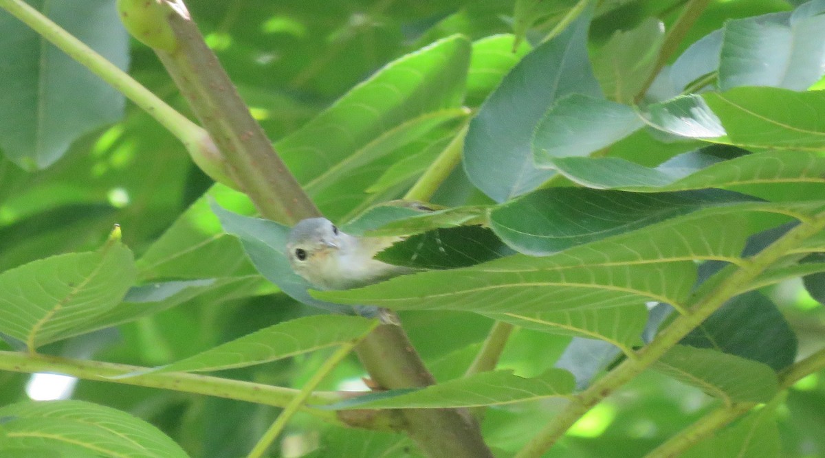 korthalevireo - ML262113961