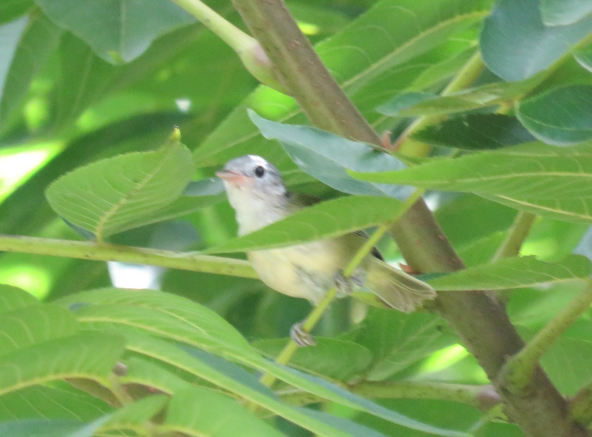 korthalevireo - ML262113971