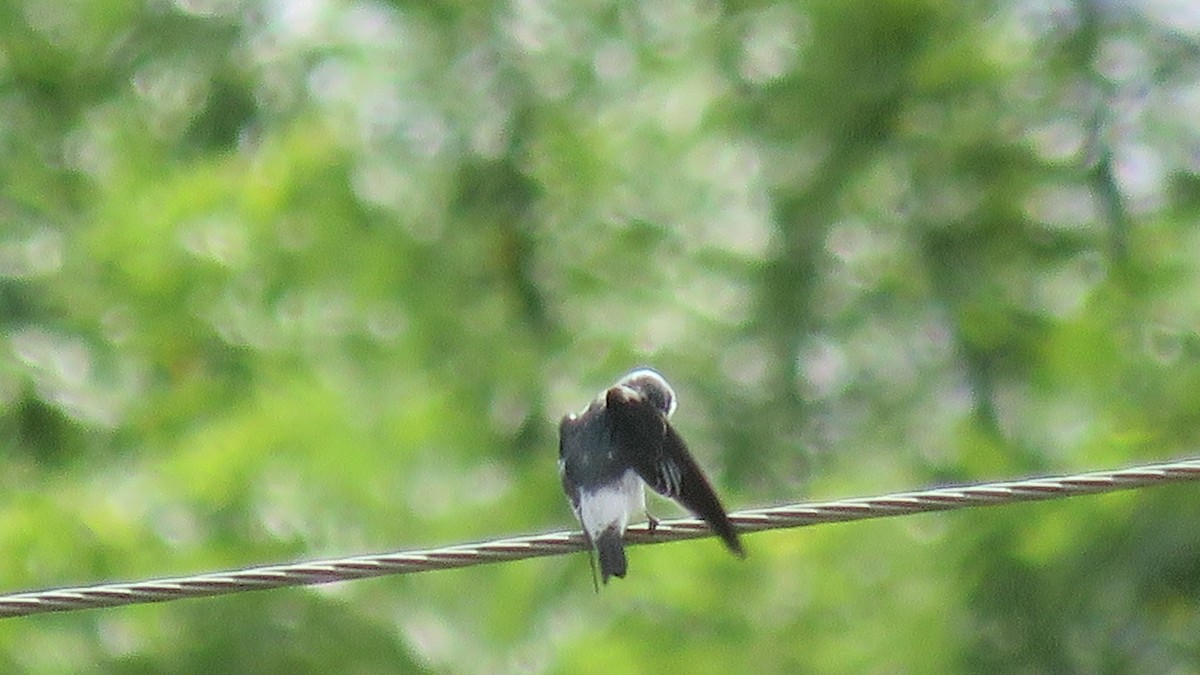 Mangrove Swallow - ML262114411