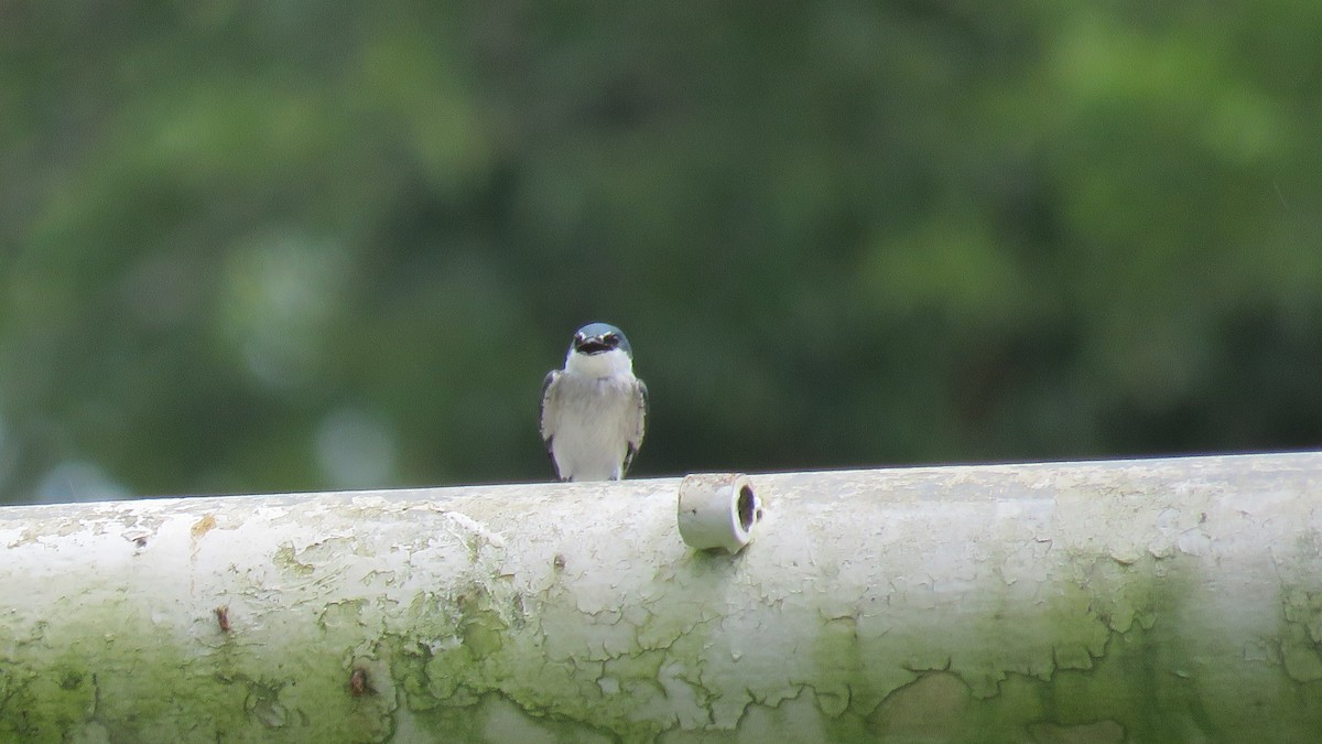 Mangrove Swallow - ML262114451