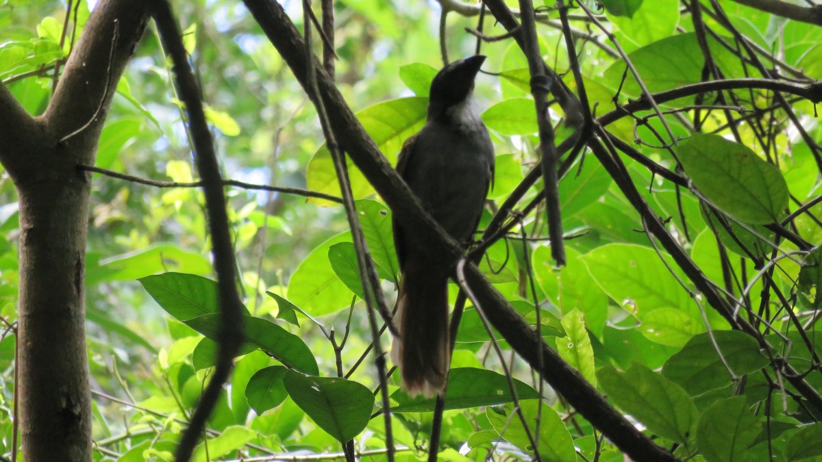 Black-headed Saltator - ML262114631