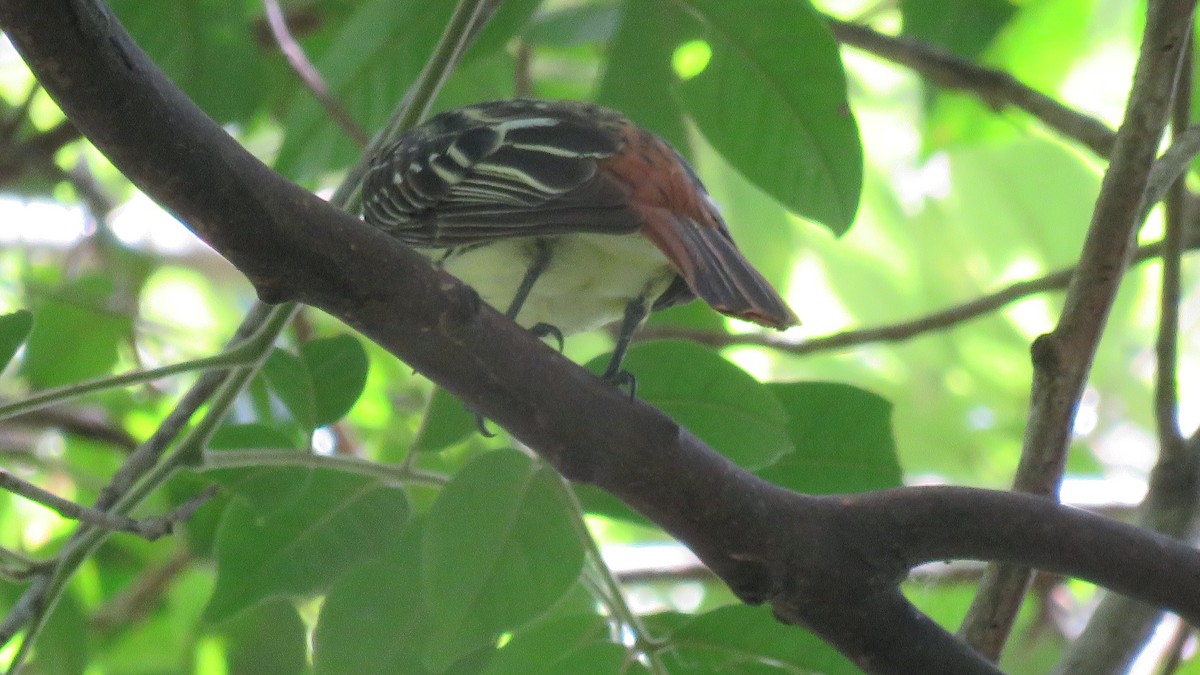 Sulphur-bellied Flycatcher - ML262114861