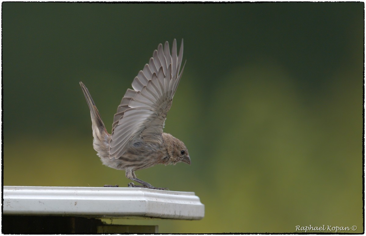 House Finch - ML262114971