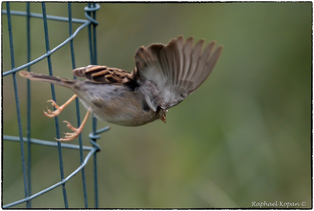 Chipping Sparrow - ML262115081