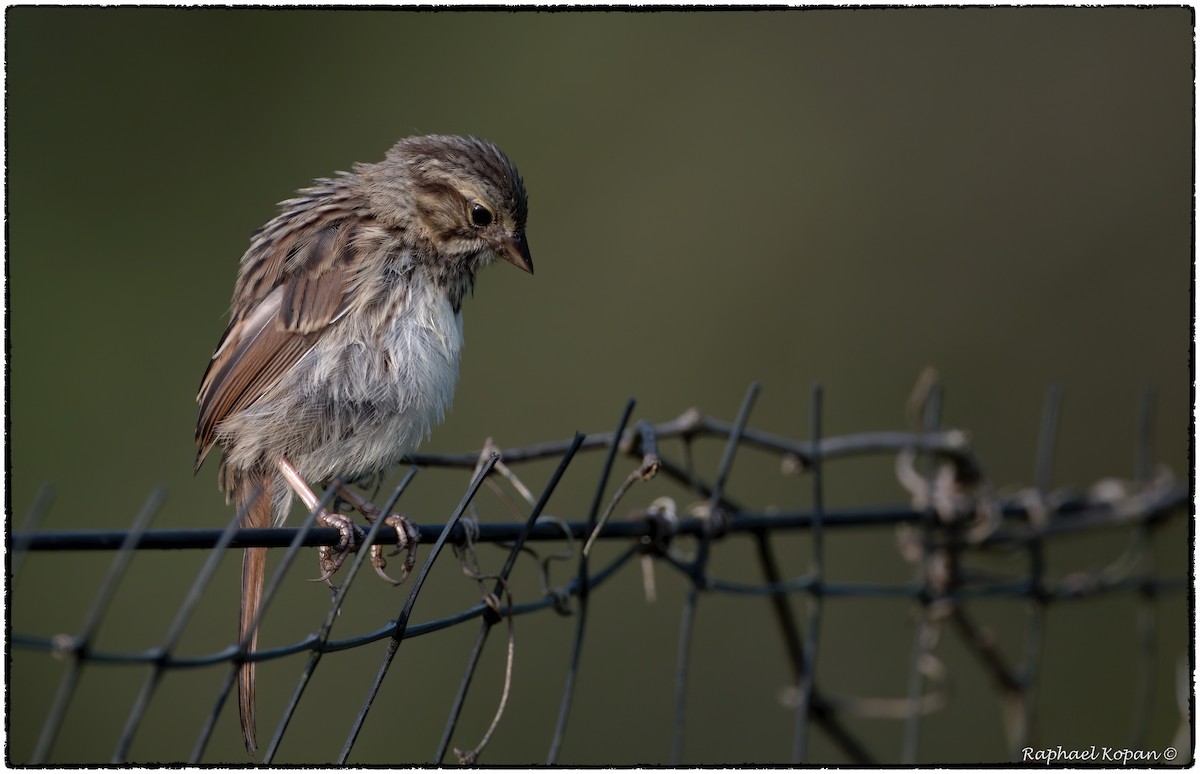 Chipping Sparrow - ML262115111