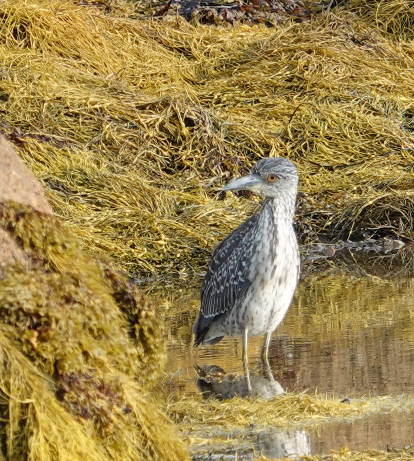 Yellow-crowned Night Heron - ML262115551