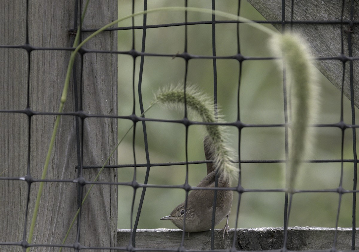 House Wren - ML262116101