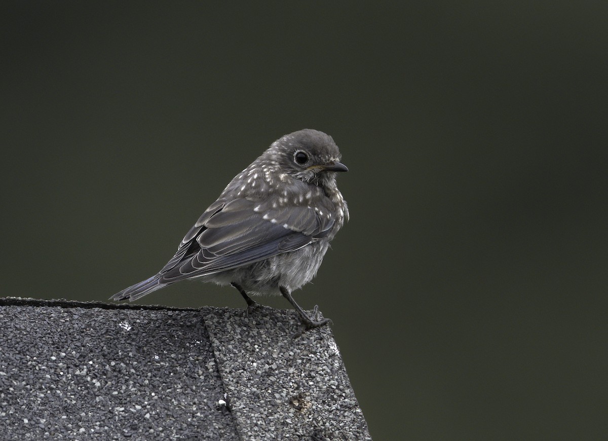 Eastern Bluebird - ML262116171