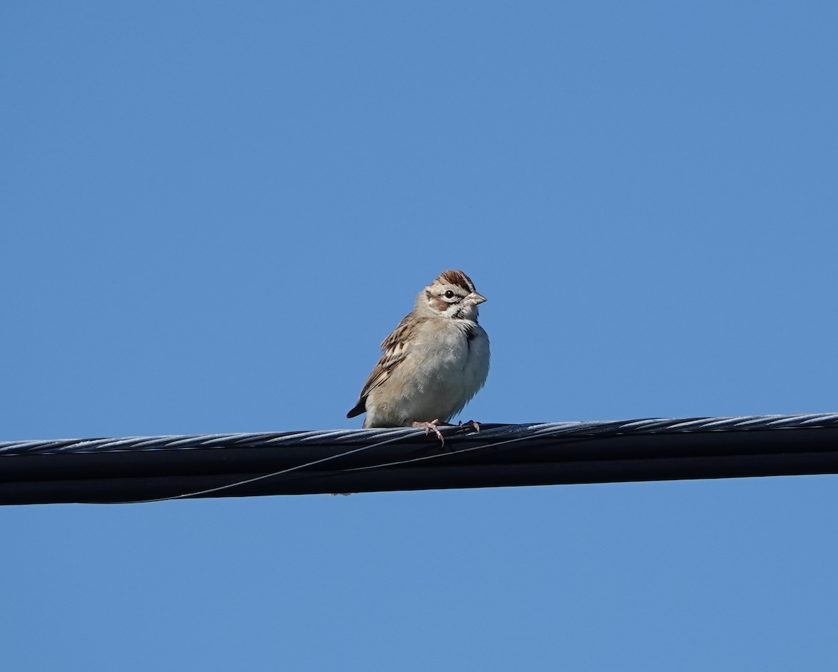 Lark Sparrow - ML262117181