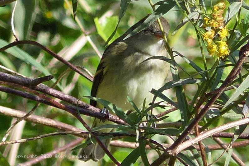 Yellow-bellied Flycatcher - ML262117321