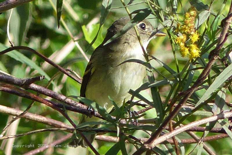 Yellow-bellied Flycatcher - ML262117331