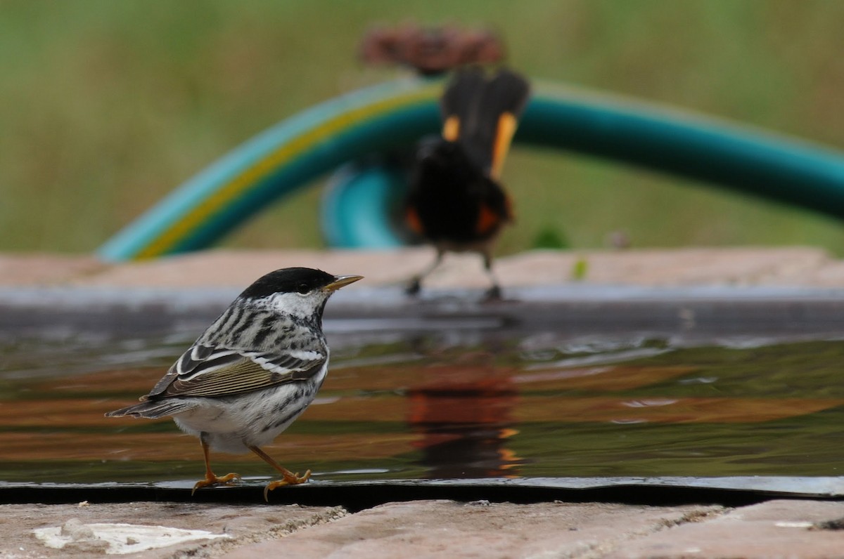 Blackpoll Warbler - ML262118091