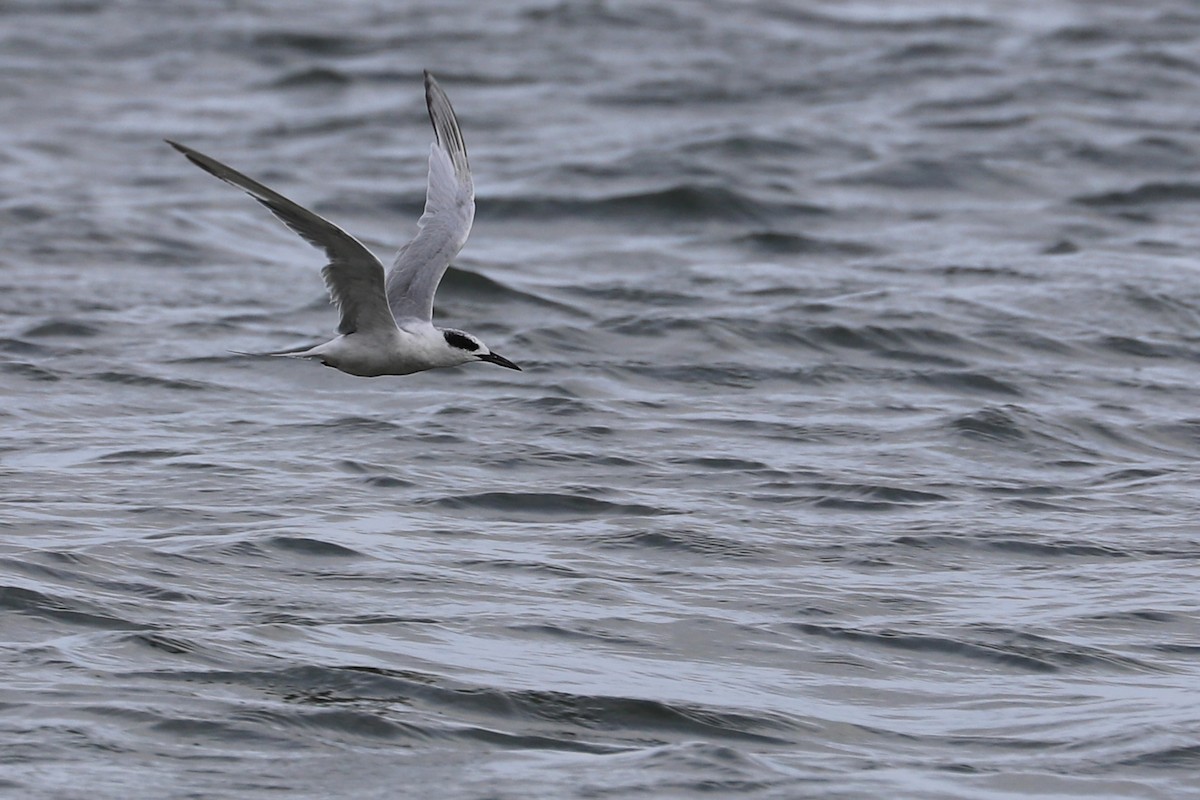 Forster's Tern - Rob Bielawski