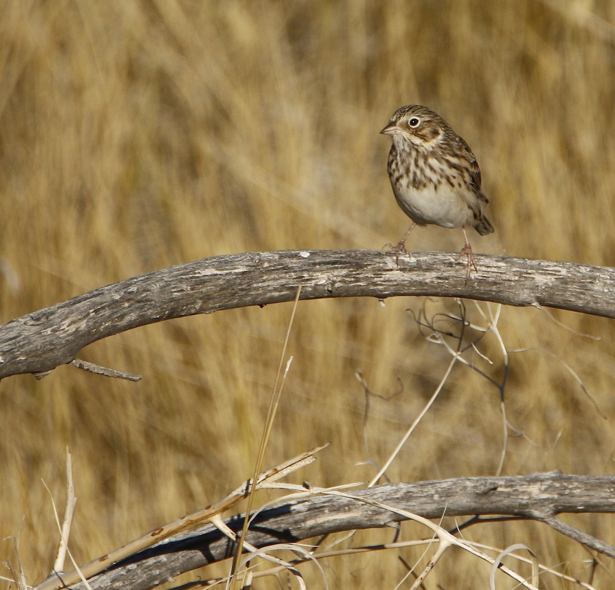 Vesper Sparrow - ML262118551