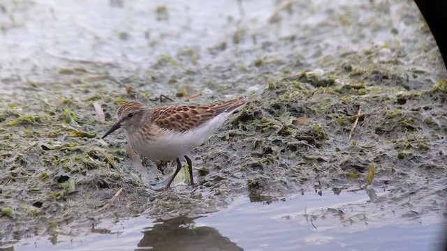 Least Sandpiper - ML262122071