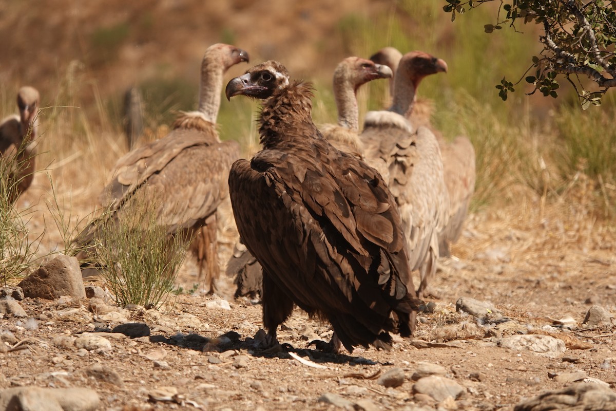Cinereous Vulture - ML262123291