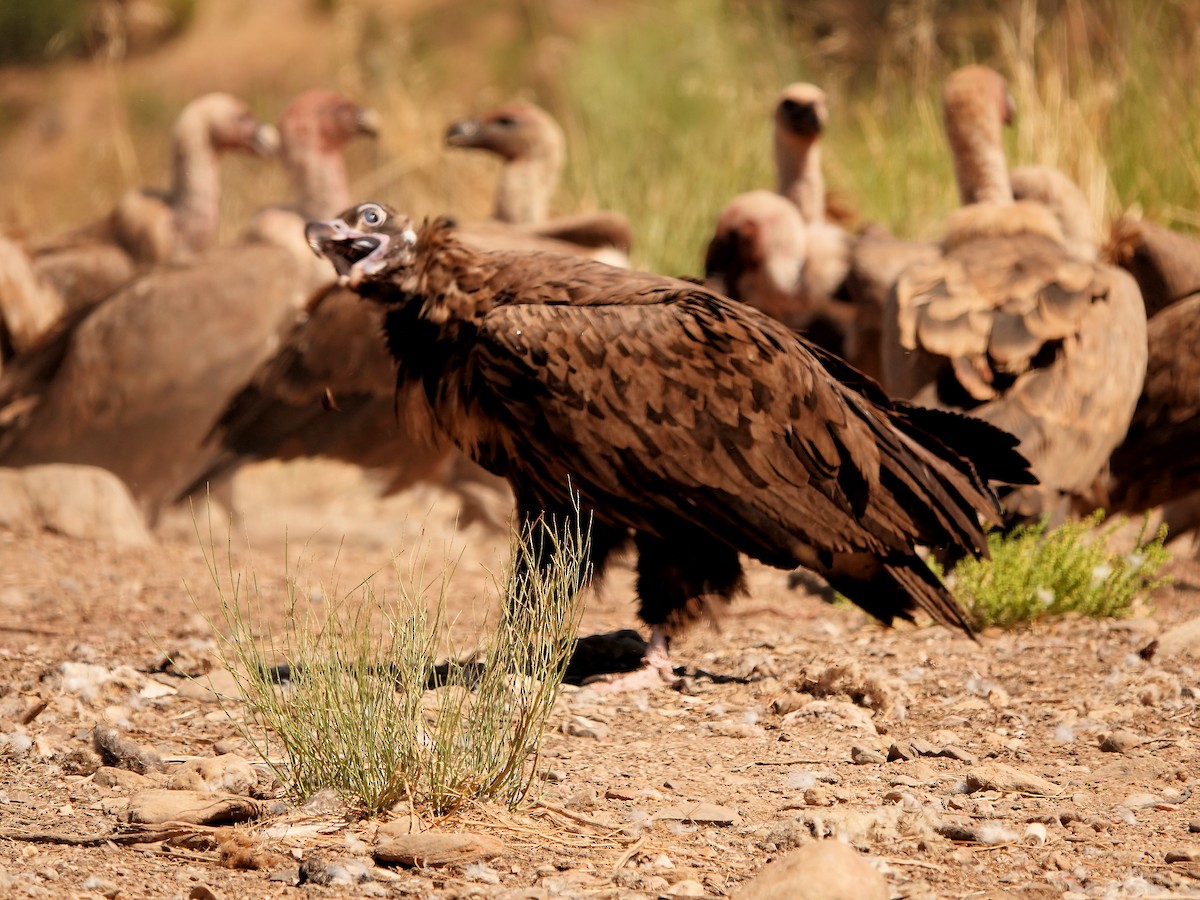 Cinereous Vulture - ML262123331