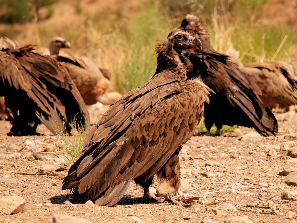 Cinereous Vulture - ML262123401