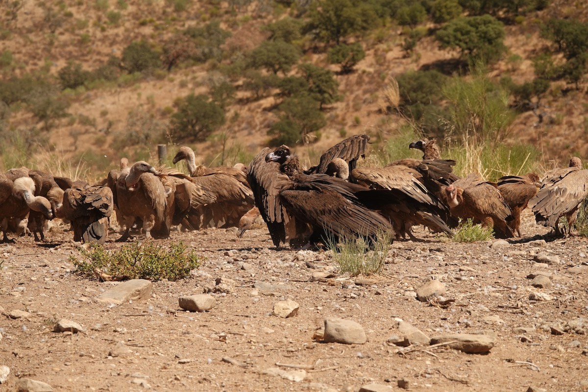 Cinereous Vulture - ML262123451