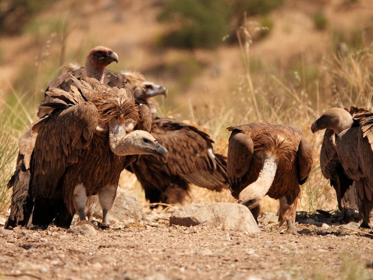 Eurasian Griffon - ML262123471