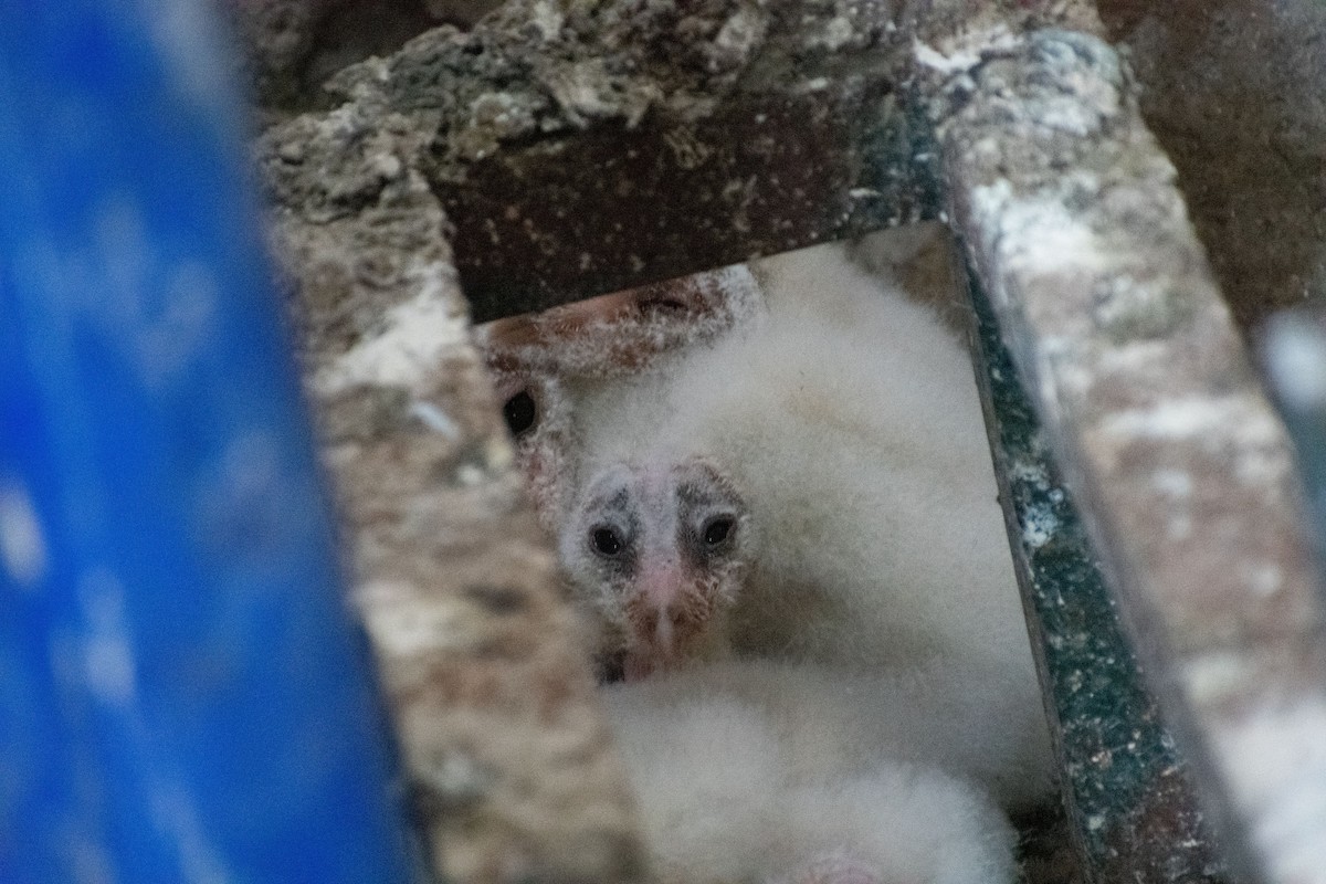 Barn Owl - ML262123841