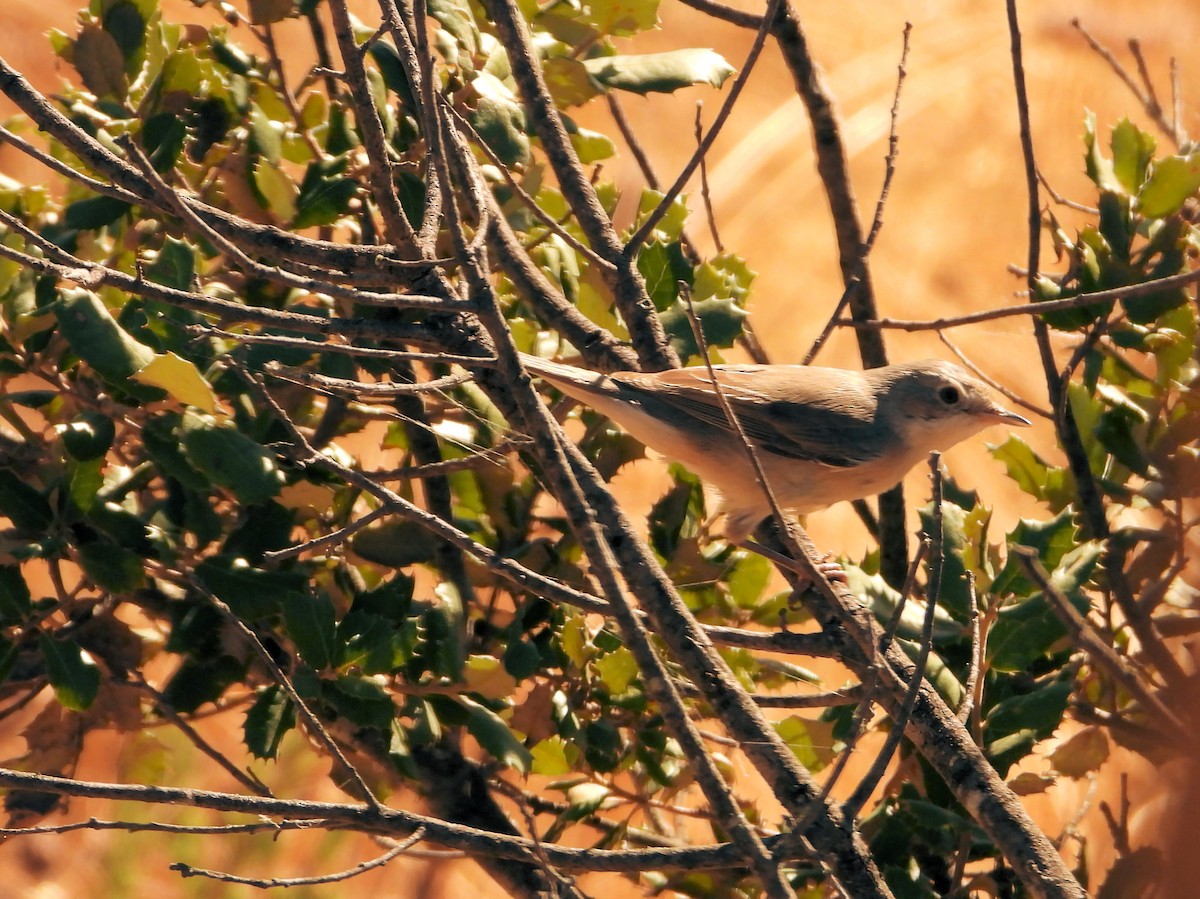 Western Subalpine Warbler - ML262124121