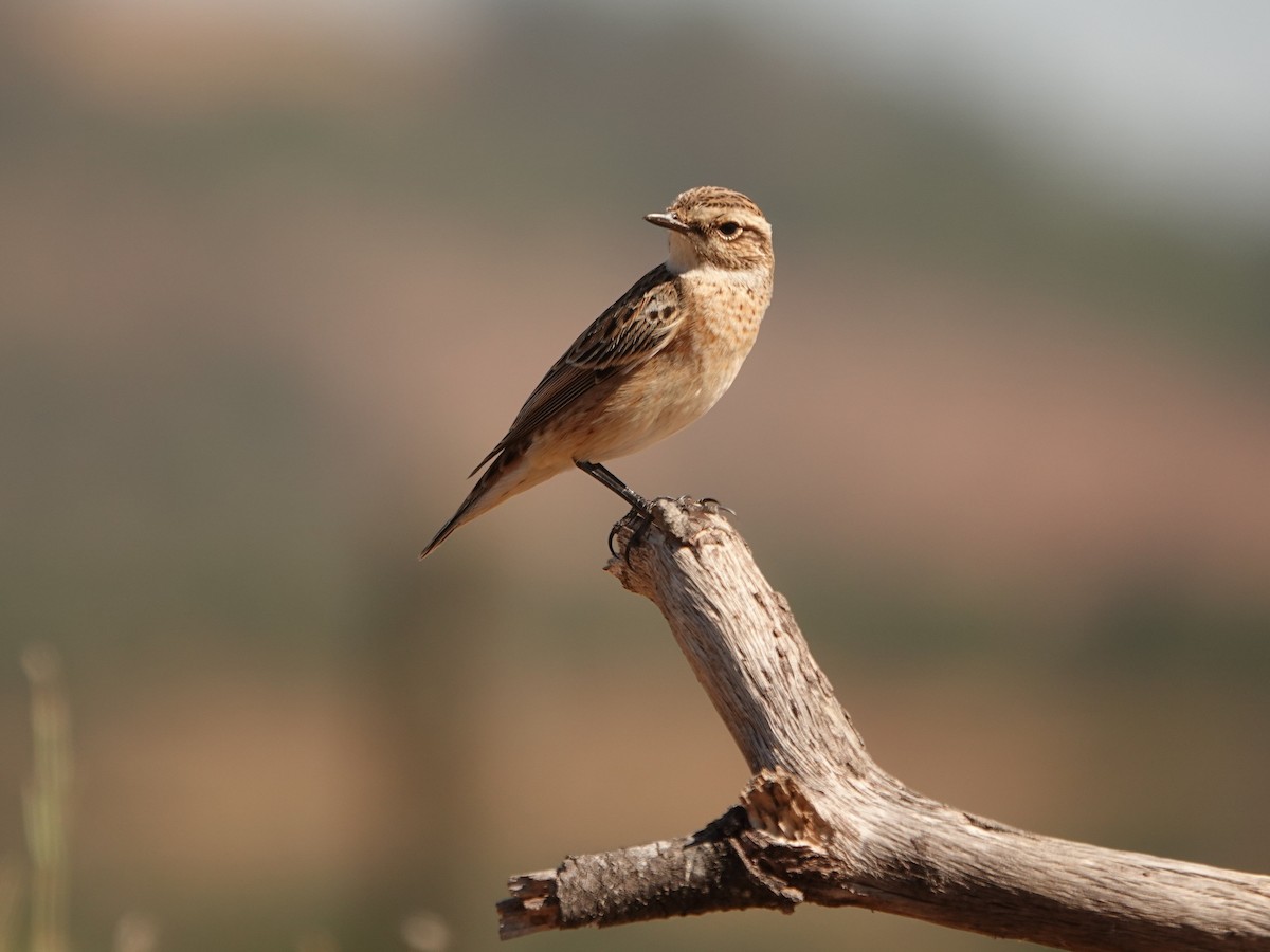 Whinchat - ML262124171